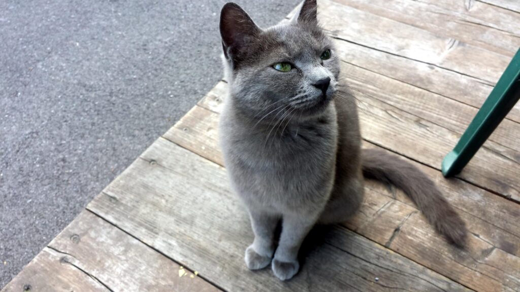 Ci fermiamo a bere una birretta lungo lago e spunta questo splendido gatto che ci gironzola attorno al tavolo. Ci fermiamo a bere una birretta lungo lago e spunta questo splendido gatto che ci gironzola attorno al tavolo.
