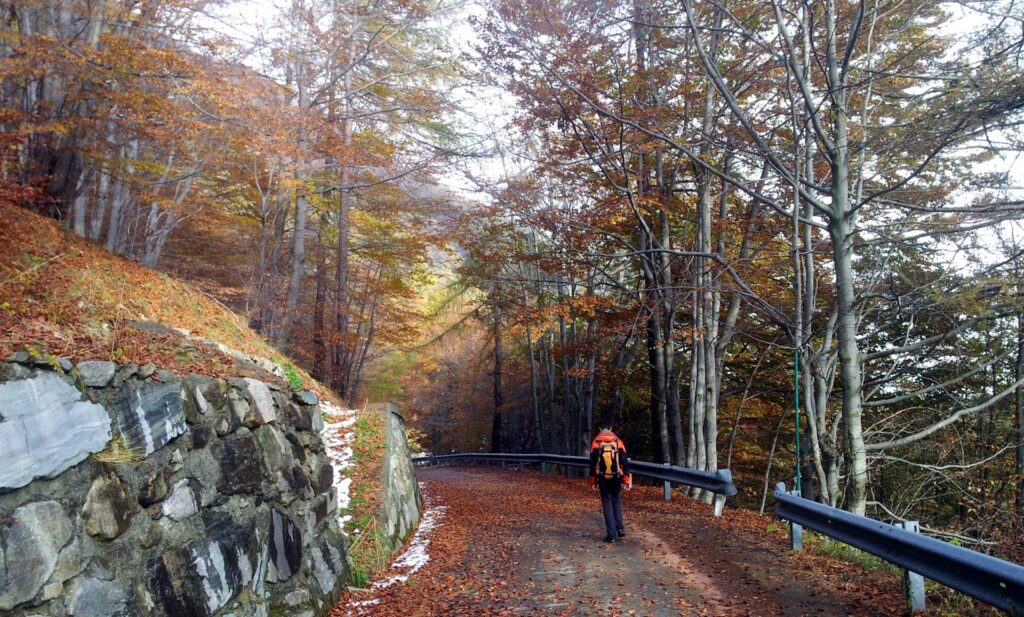 scendendo per la strada fino alla macchina, godiamo dei bei colori del bosco con il sole del pomeriggio scendendo per la strada fino alla macchina, godiamo dei bei colori del bosco con il sole del pomeriggio