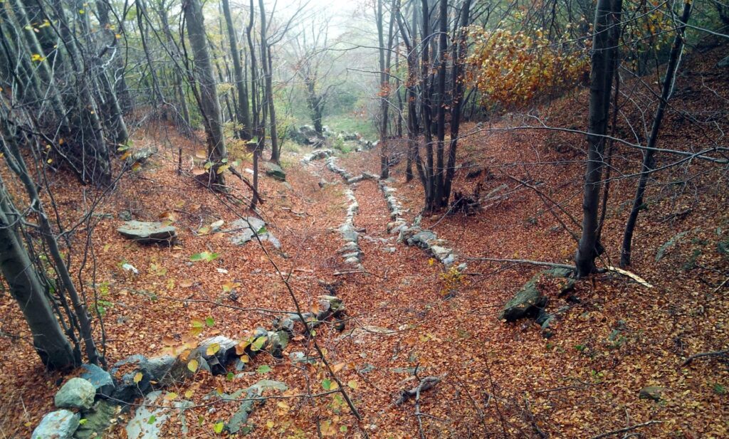 grazioso scorcio del bosco nella parte finale di discesa verso la macchina grazioso scorcio del bosco nella parte finale di discesa verso la macchina