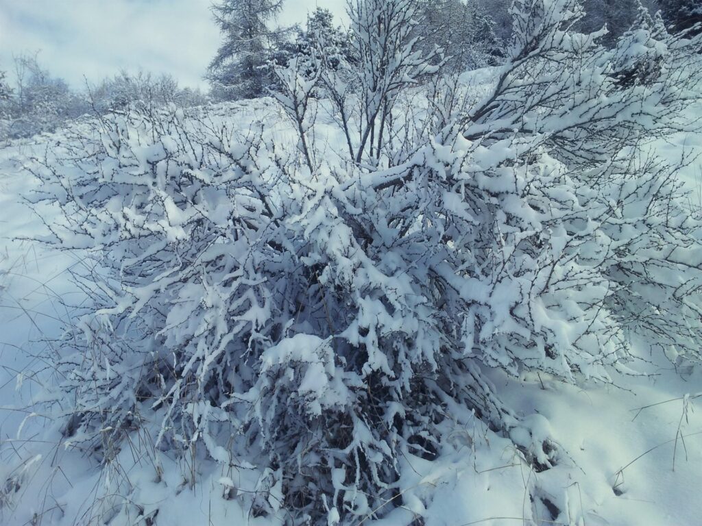 Ha nevicato tutta la notte, anche se moderatamente, e tutte le piante sono belle adorne di neve