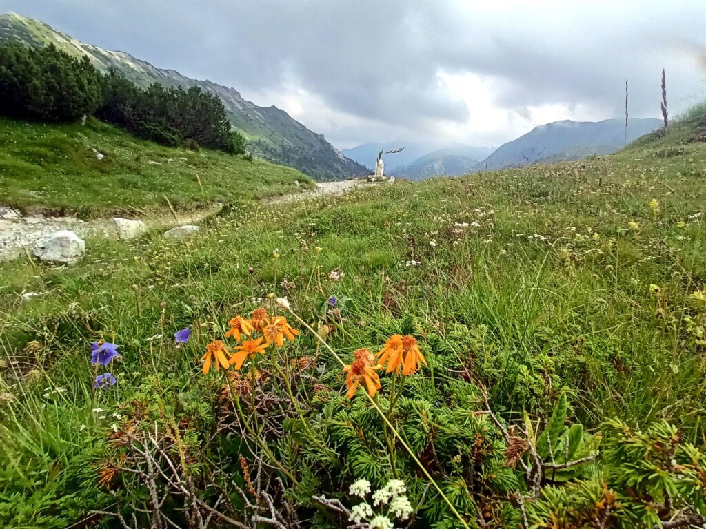 pascolo accanto al punto di parcheggio, sotto la Corna Bianca pascolo accanto al punto di parcheggio, sotto la Corna Bianca