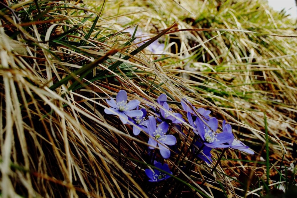 Scorci di primavera ovunque intorno a noi durante la discesa
