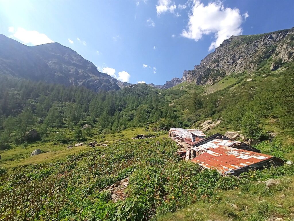 Alpe Saulera, con belle mucche nere