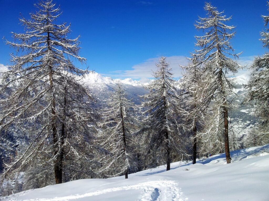 Da qui in avanti il bosco &egrave; rado a sufficienza per poterlo affrontare anche in velocit&agrave;. Mi frego le manine....