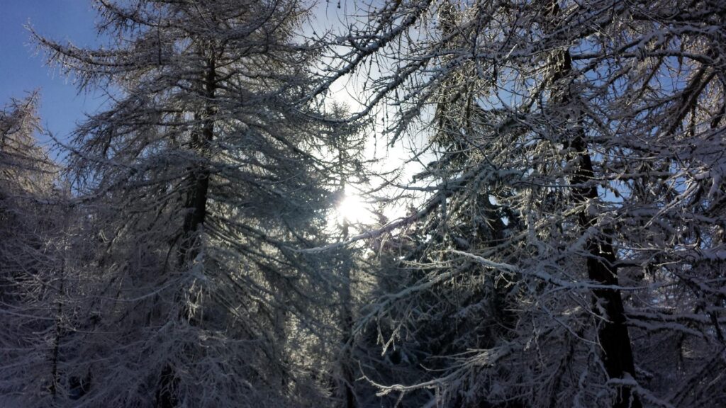 il sole si fa spazio tra gli alberi in modo fascinoso
