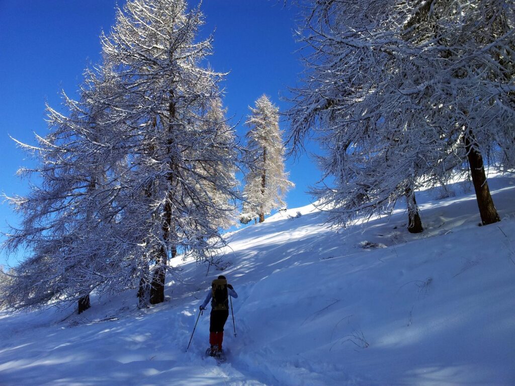 Stavolta dovremmo davvero essere vicini all'alpeggio. Secondo noi dovrebbe essere sopra a quel colle al termine degli alberi
