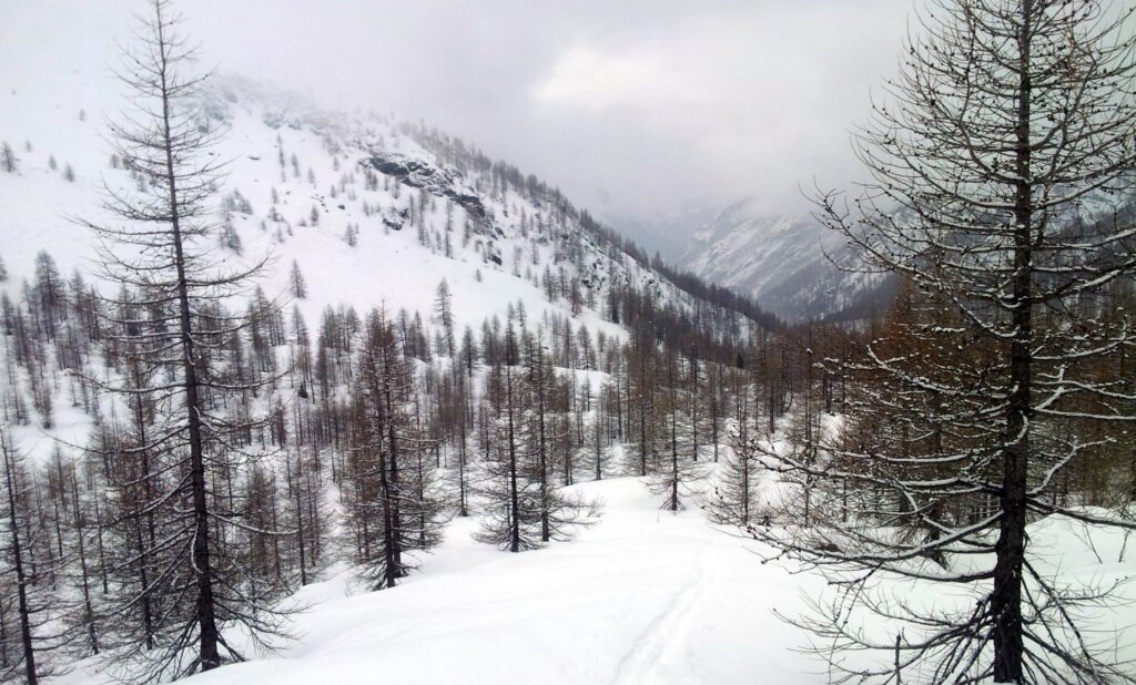 I pendii di questo boschetto sembrano invitanti! Peccato per la brutta neve......i 10 cm di fresca che stanno cadendo mentre saliamo, non basteranno a rendere bella la discesa I pendii di questo boschetto sembrano invitanti! Peccato per la brutta neve......i 10 cm di fresca che stanno cadendo mentre saliamo, non basteranno a rendere bella la discesa