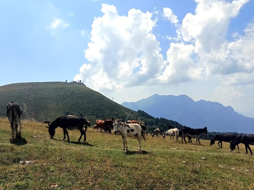 asinelli muccati asinelli muccati