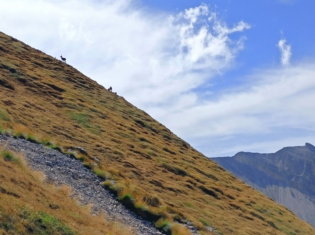 sulle pendici nord intravediamo i camosci che ci faranno compagnia domani