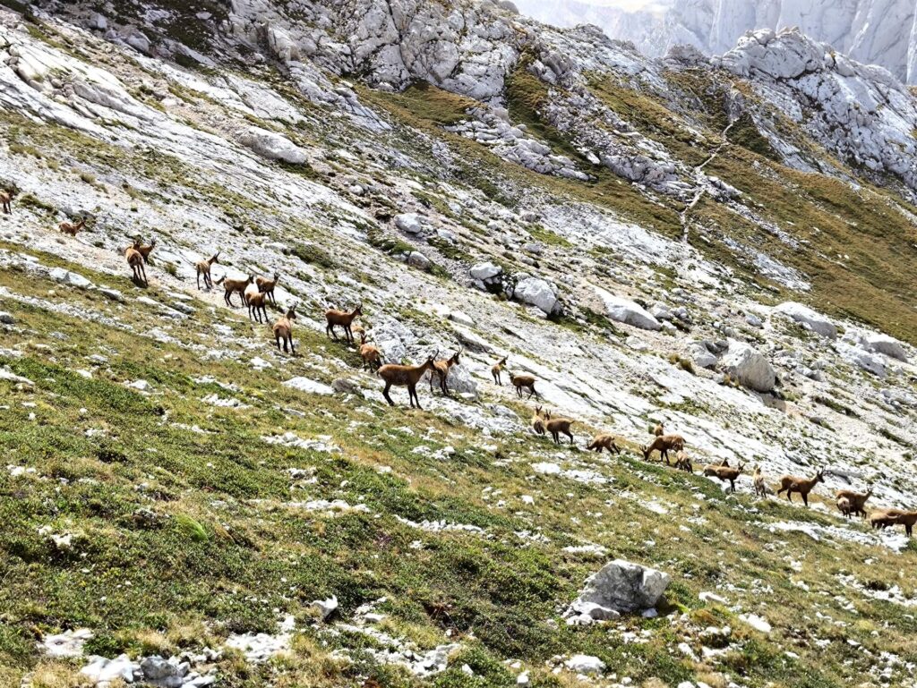 e sotto, alle pendici della seconda spalla, ci sono ancora loro ad aspettarci!