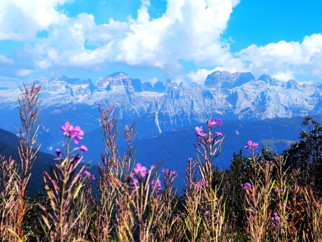 Tentativo di foto artistica del Brenta con la luce del pomeriggio e i fiori in primo piano Tentativo di foto artistica del Brenta con la luce del pomeriggio e i fiori in primo piano