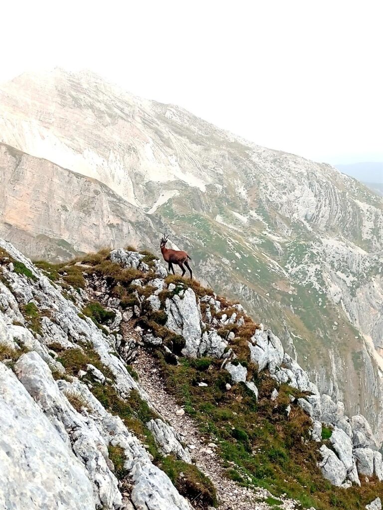 dei camosci sembrano molto interessati ai nostri movimenti
