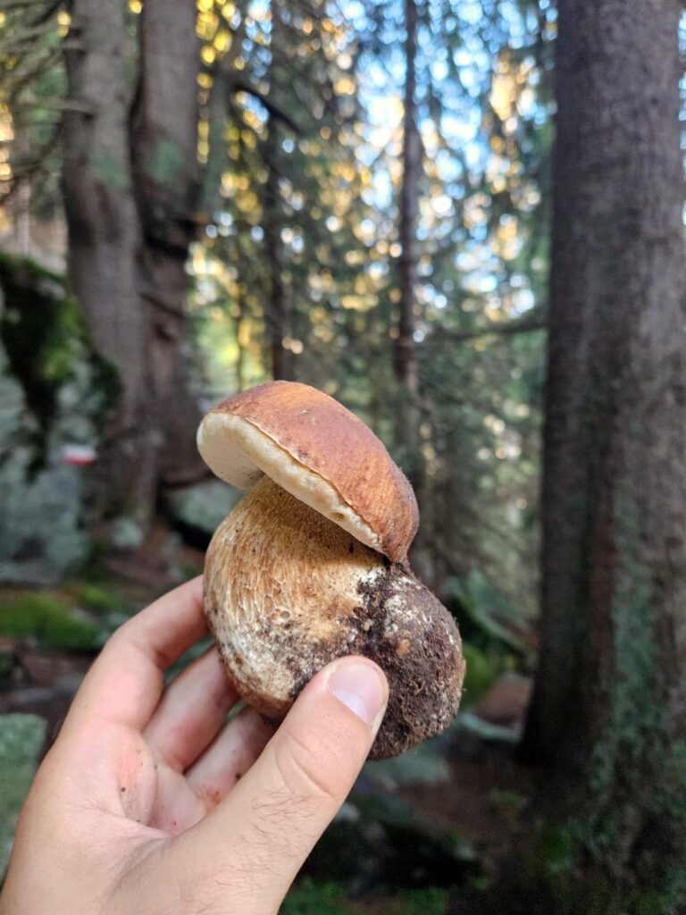 Salendo verso il rifugio troviamo dei porcini freschissimi, proprio sul sentiero!