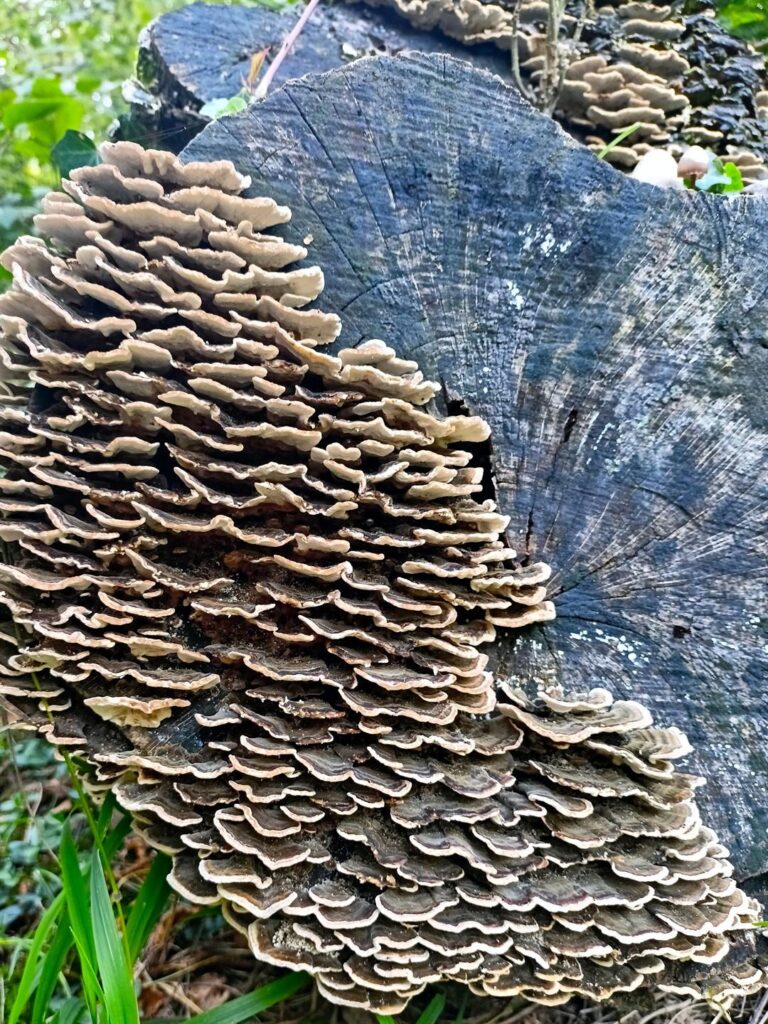 scendendo nel bosco, funghi e alberi secolari scendendo nel bosco, funghi e alberi secolari